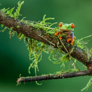 Red-eyed tree frog perched on a moss-covered branch in Costa Rica's lush forest.