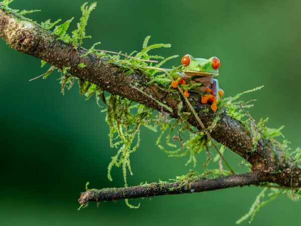 Red-eyed tree frog perched on a moss-covered branch in Costa Rica's lush forest.